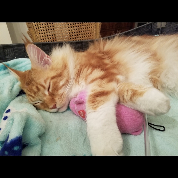 Naps are good! π¦ Foxy knows best π¦ - Picture 14 of 16